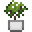 Bush